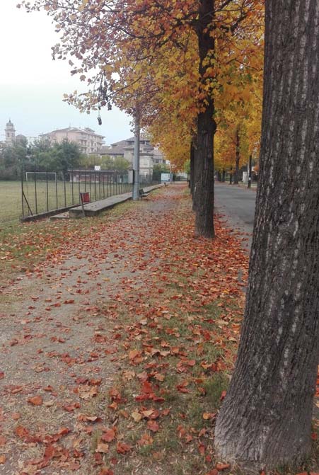 Trentamila euro per gestire gli alberi