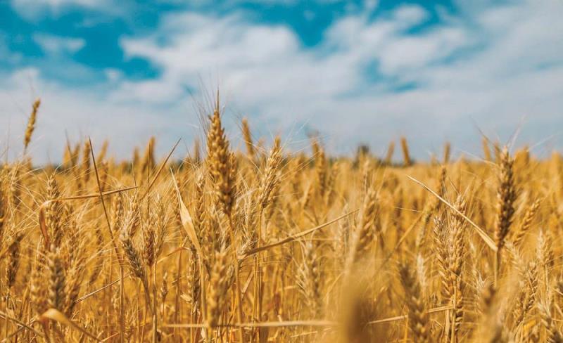 Dal campo alla tavola, la filiera cortissima del grano cuneese