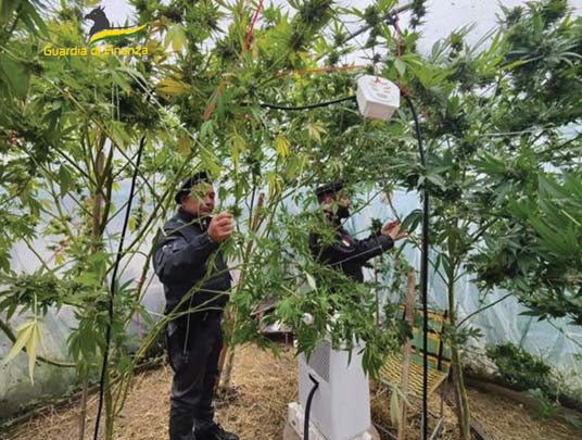 Nella serra coltivavano la marijuana