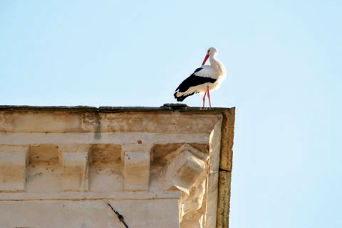 Traslocano le cicogne