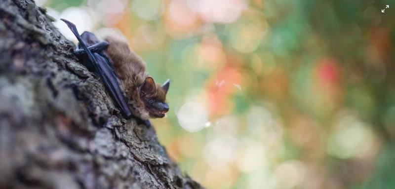 Il magico mondo dei pipistrelli