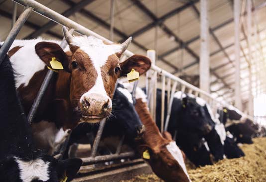 In un anno sparite cento stalle di vacche da carne