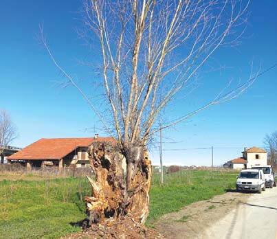 In pericolo il vecchio salice