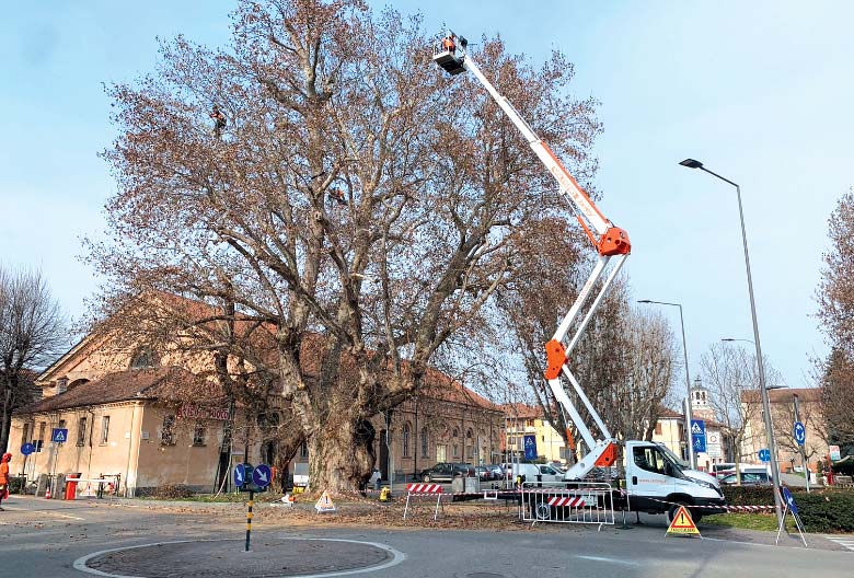 Avanti con le potature sulle alberate