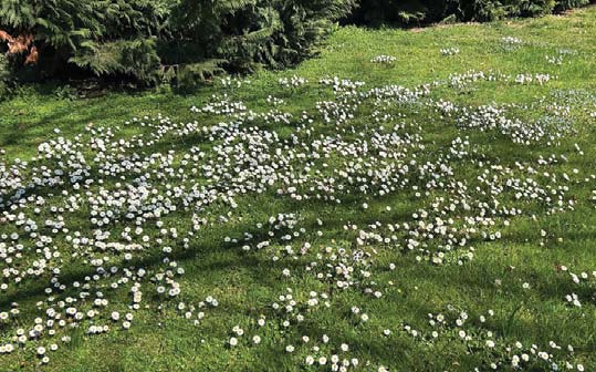 Erba alta per tutelare la biodiversit