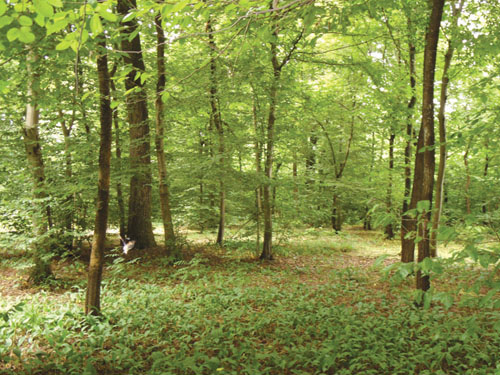 Nuovo ossigeno per il bosco