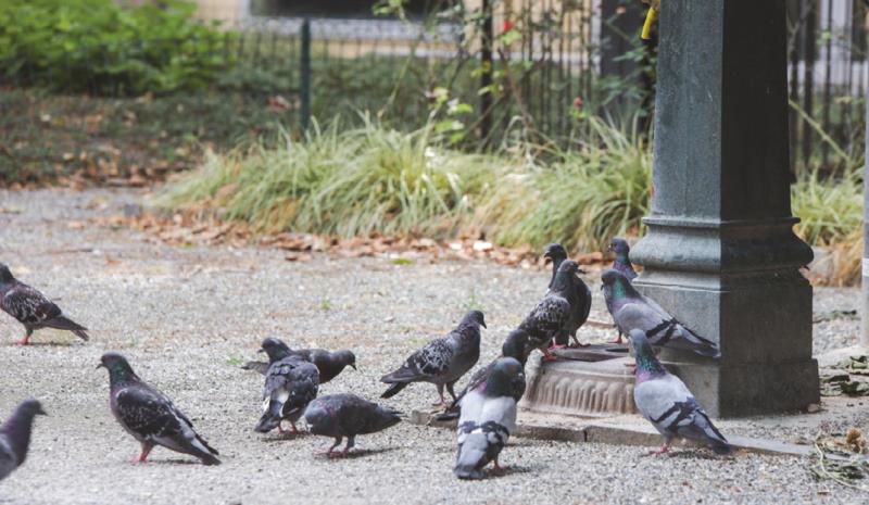 A Racconigi, secondo censimento dei colombi