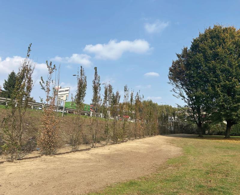 Sostituite le piante alla piscina