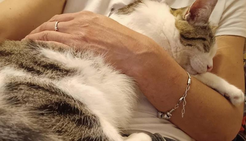 Un libro per parlare di gatti