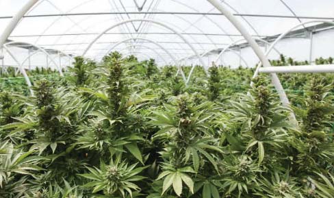 Serra di marijuana in un cascinale